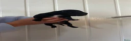 Staffordshire Bull Terrier dogs for sale: Staffordshire bull terrier puppy's  in Colchester - Advert 13