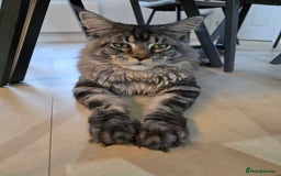 Maine Coon cats for sale: Male 1 Siberian/Maine Coon & 1 Maine Coon  - Advert 6