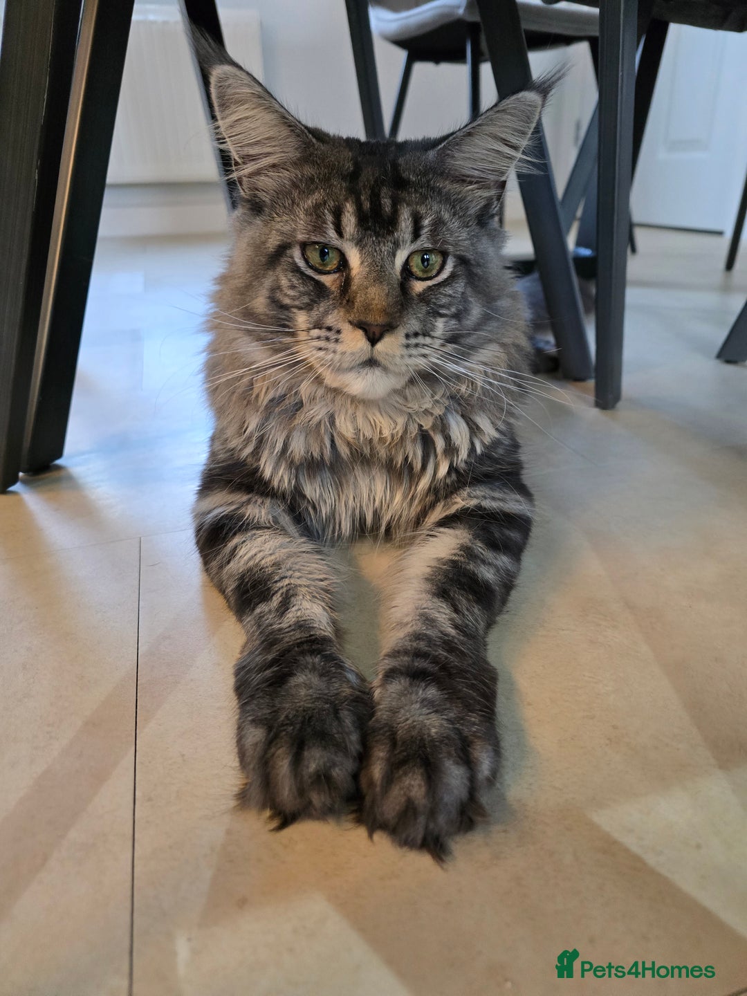 Maine Coon cats for sale: Male 1 Siberian/Maine Coon & 1 Maine Coon  - Advert 6