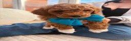 Poochon dogs for sale: 2 Toy poodle/poochon pups for sale.  - Advert 4