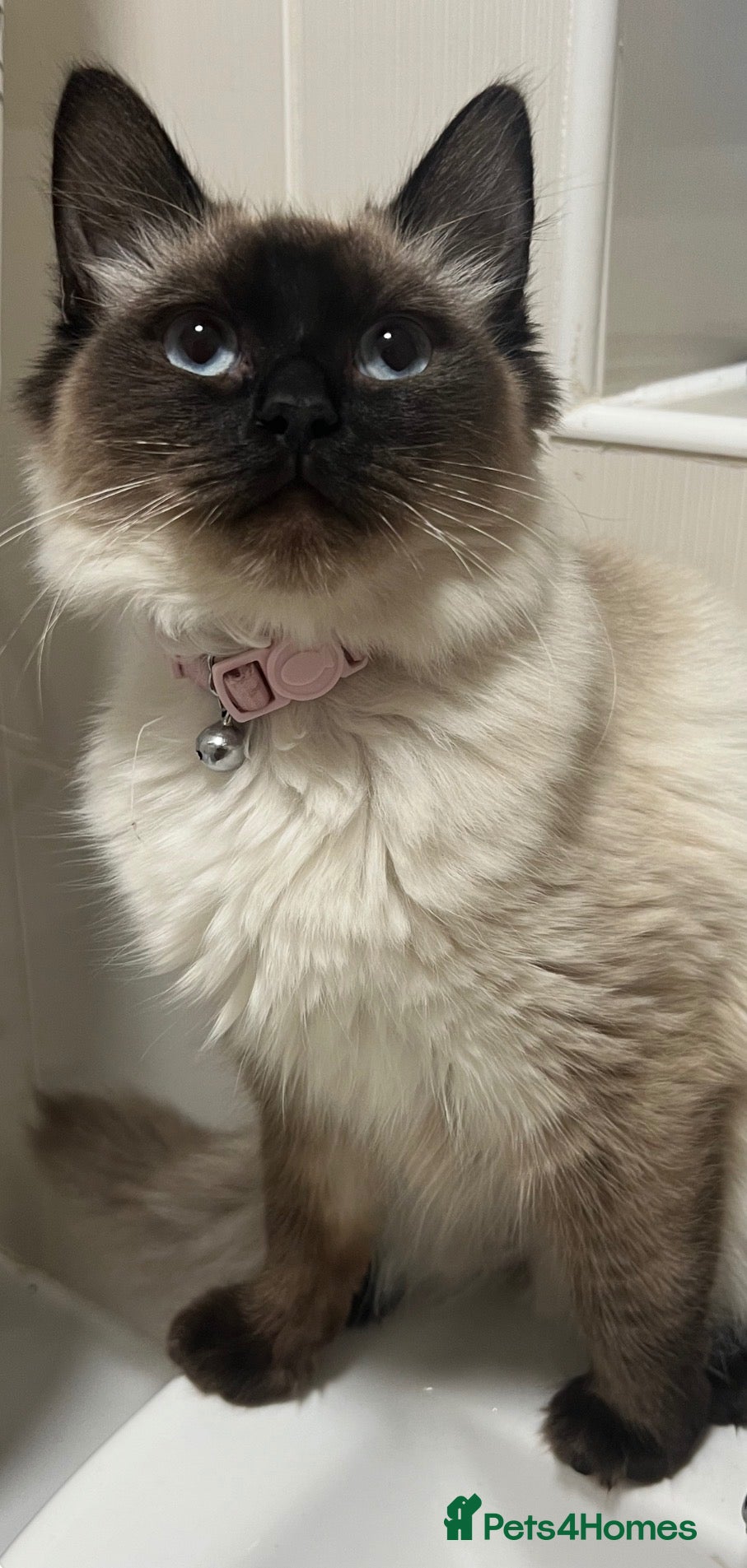 Ragdoll cats Ragdoll x British blue  - Advert 3