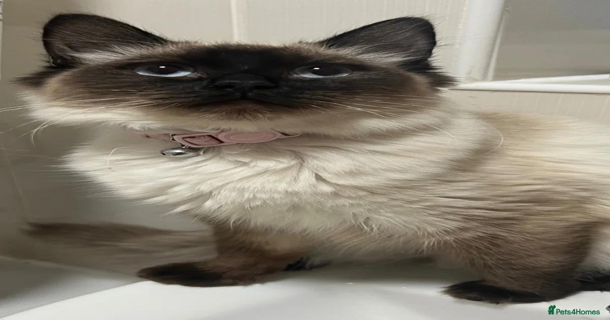 Ragdoll Kittens for sale | Pets4Homes