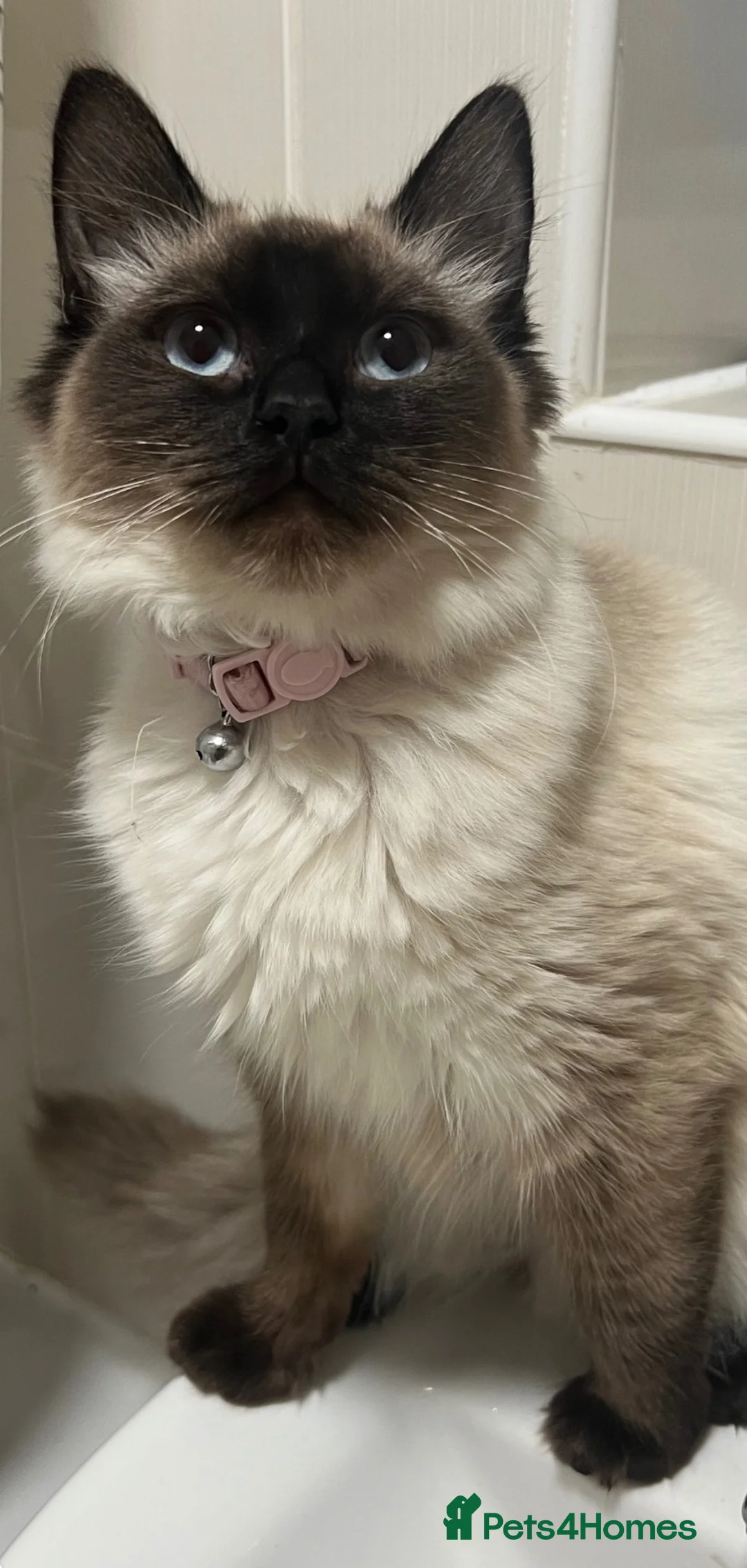 Ragdoll cats for sale: Ragdoll x British blue  - Advert 1