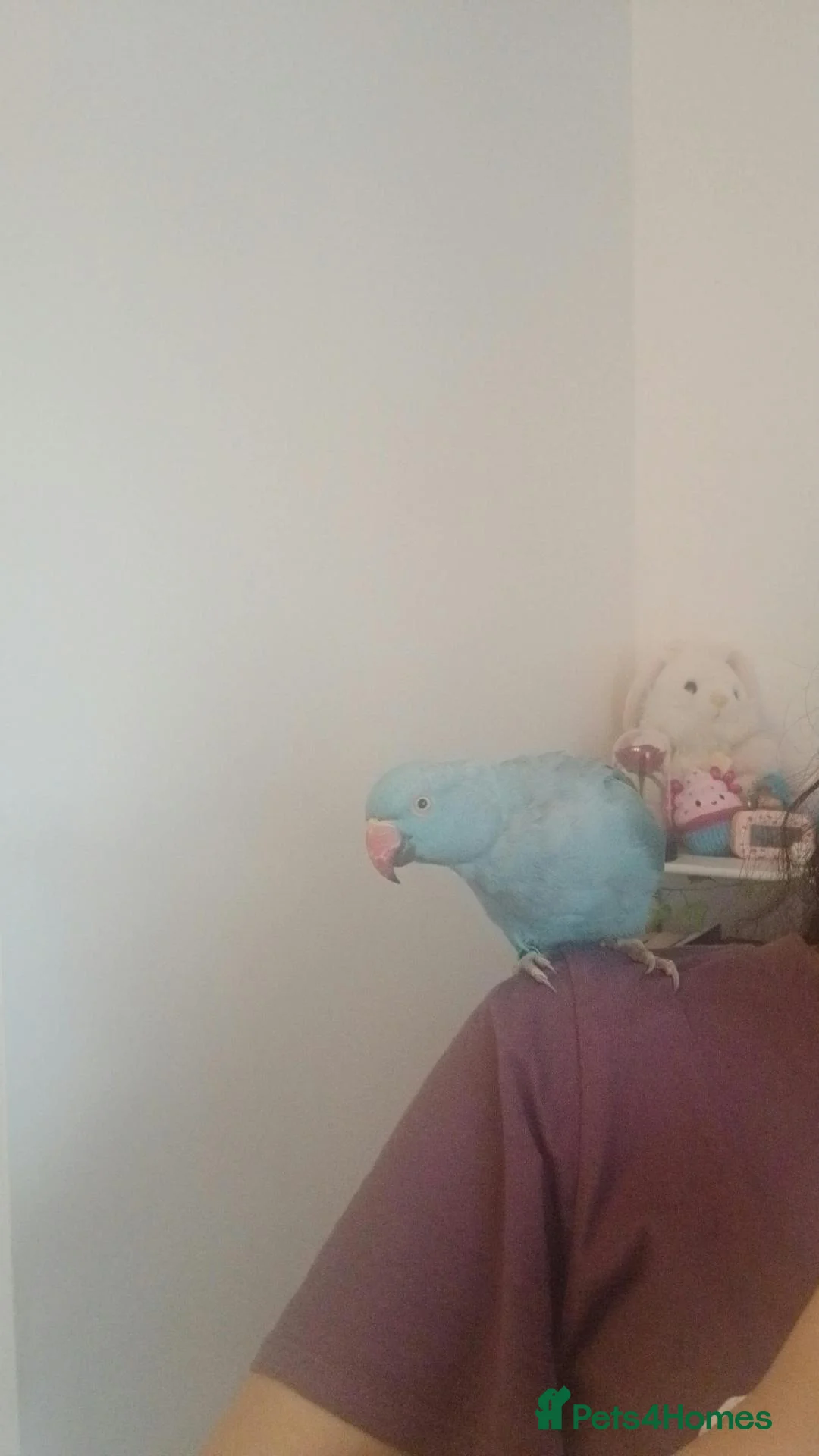 Ringnecks birds for sale: Blue indian ring neck  - Advert 7