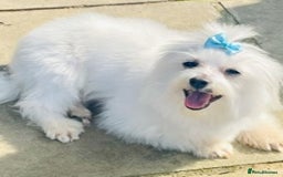 Maltese dogs for stud: Well proven, Kc registered Maltese for stud. in Northampton - Image 4
