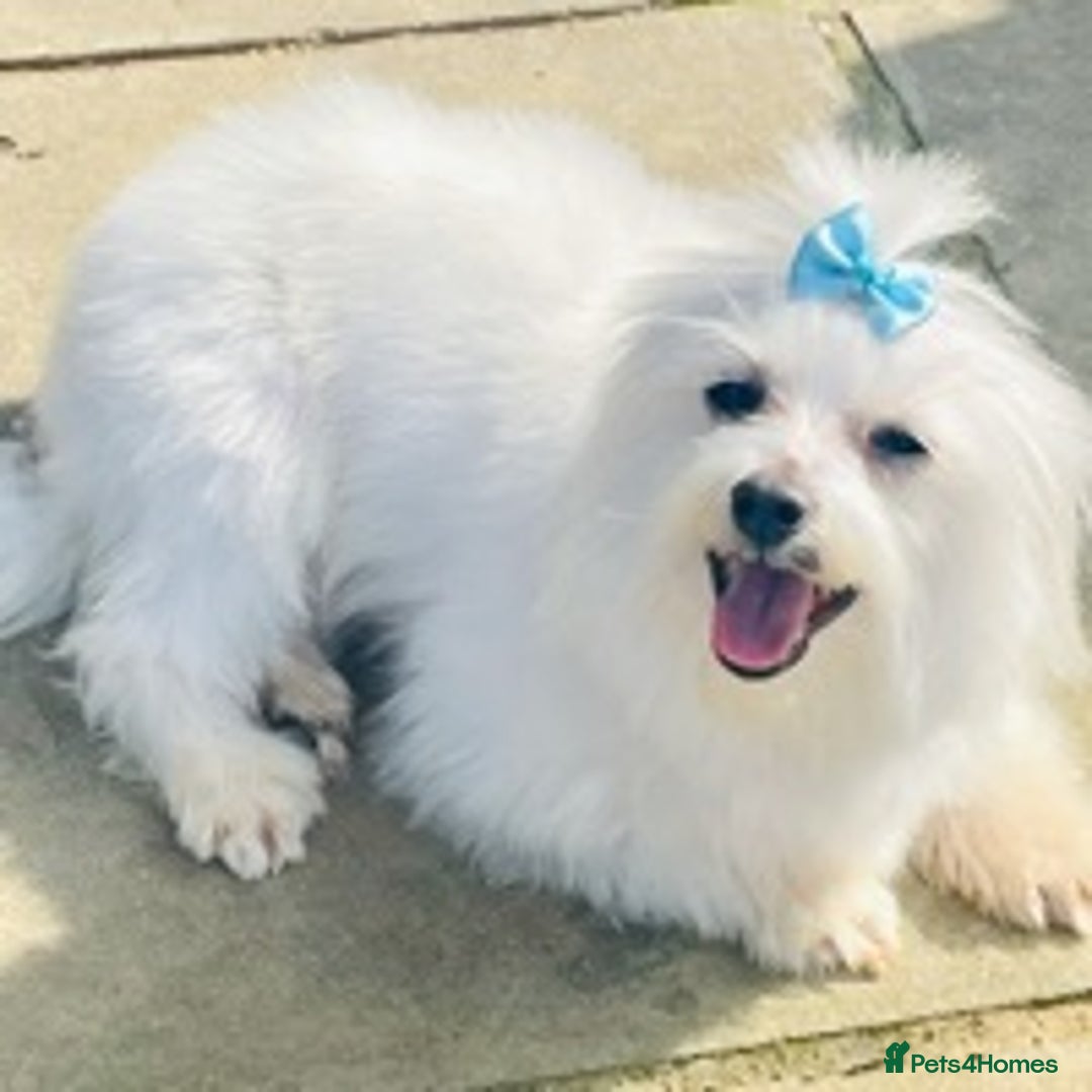 Maltese dogs for stud: Well proven, Kc registered Maltese for stud. in Northampton - Image 4