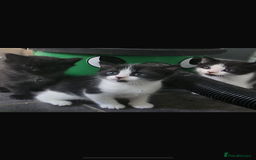 British Longhair cats for sale: British long haired Cross  - Image 2