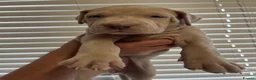 Mixed Breed dogs for sale: Beautiful bandog puppies  - Advert 7