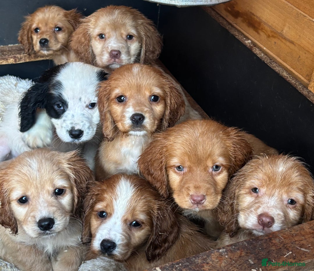 Cocker Spaniel dogs for sale: Cocker spaniels ready to go  - Advert 2