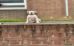 American Bulldog dogs for sale: Male American Bulldog  - Image 3