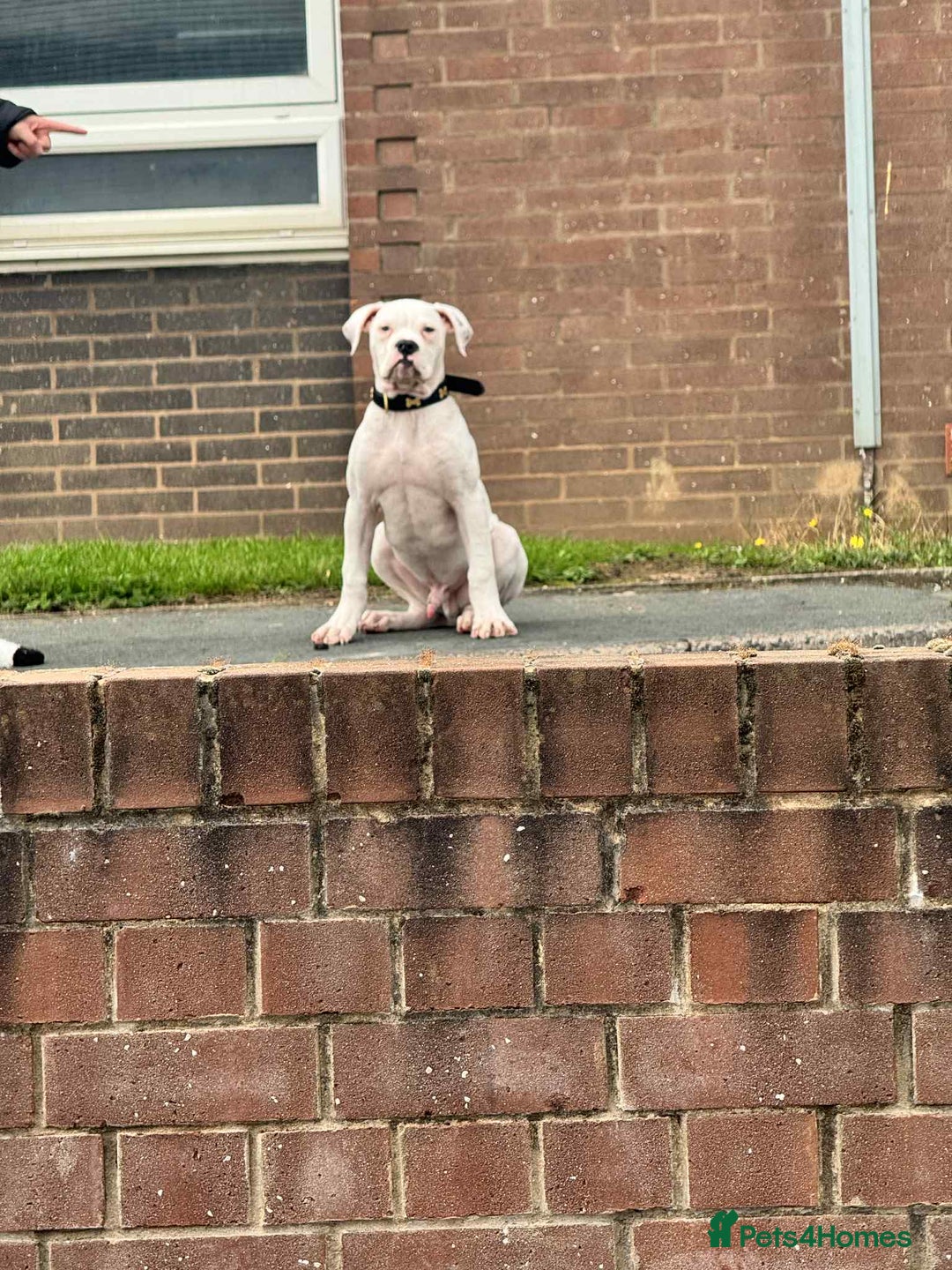 American Bulldog dogs for sale: Male American Bulldog  - Image 3