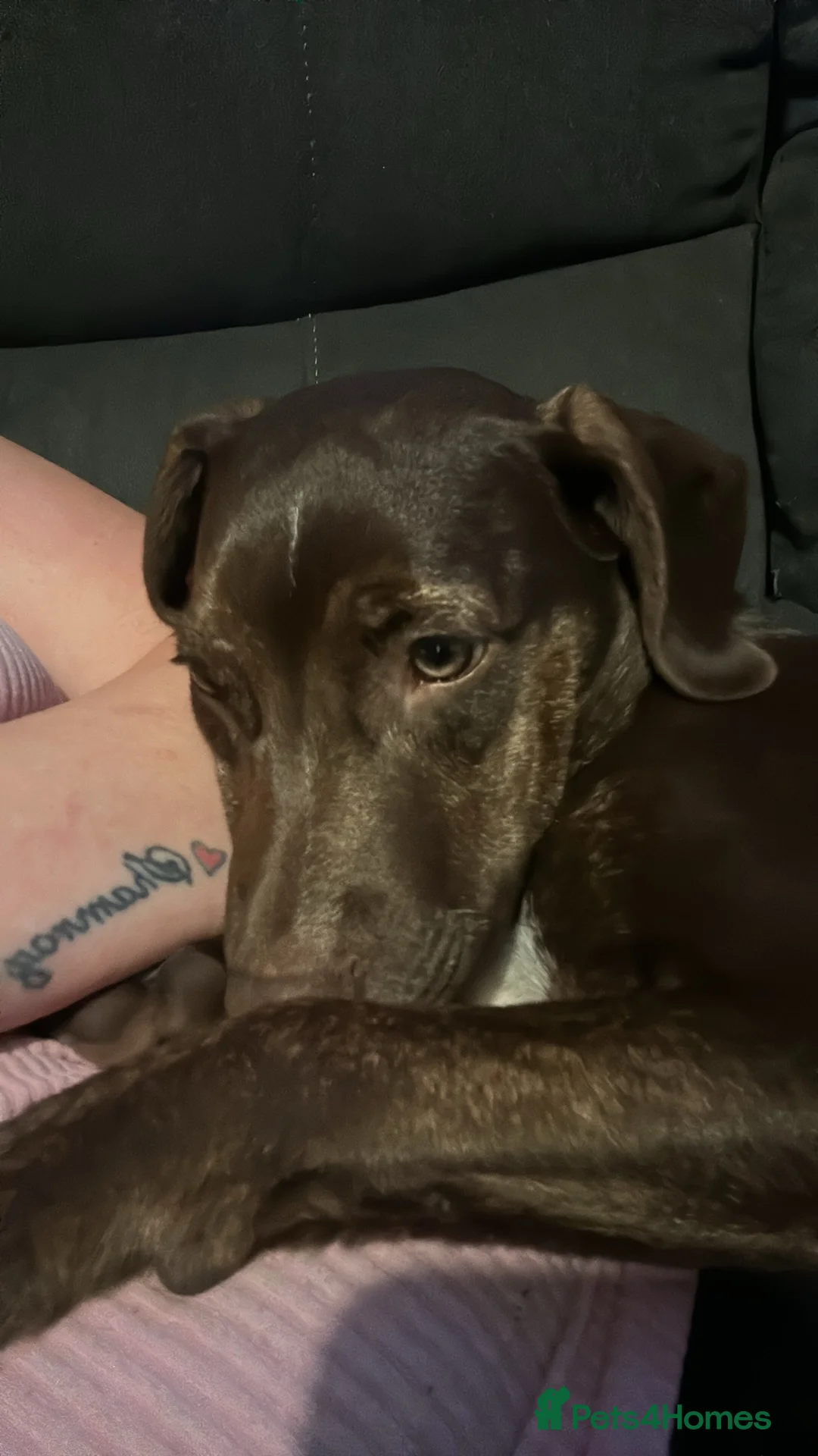 Gallery Image {{count}}