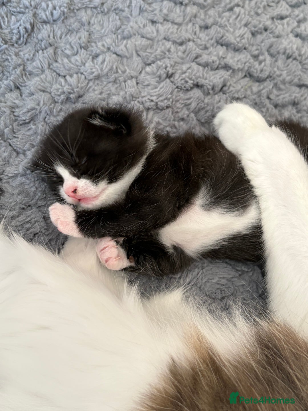 Mixed Breed cats for sale: Little boy cross breed  - Image 2