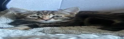 Mixed Breed cats for sale: Beautiful Fluffy Boy & Tabby Girl Kittens  - Advert 6
