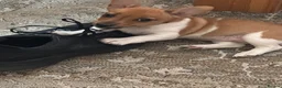 Jack Russell dogs for sale: Jack Russell girl  - Advert 2