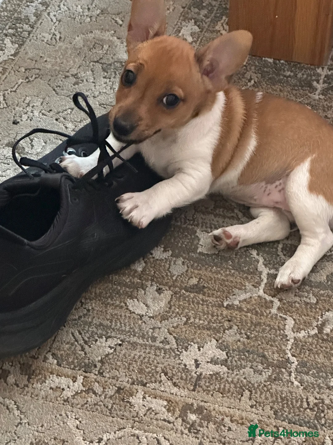 Jack Russell dogs for sale: Jack Russell girl  - Advert 2