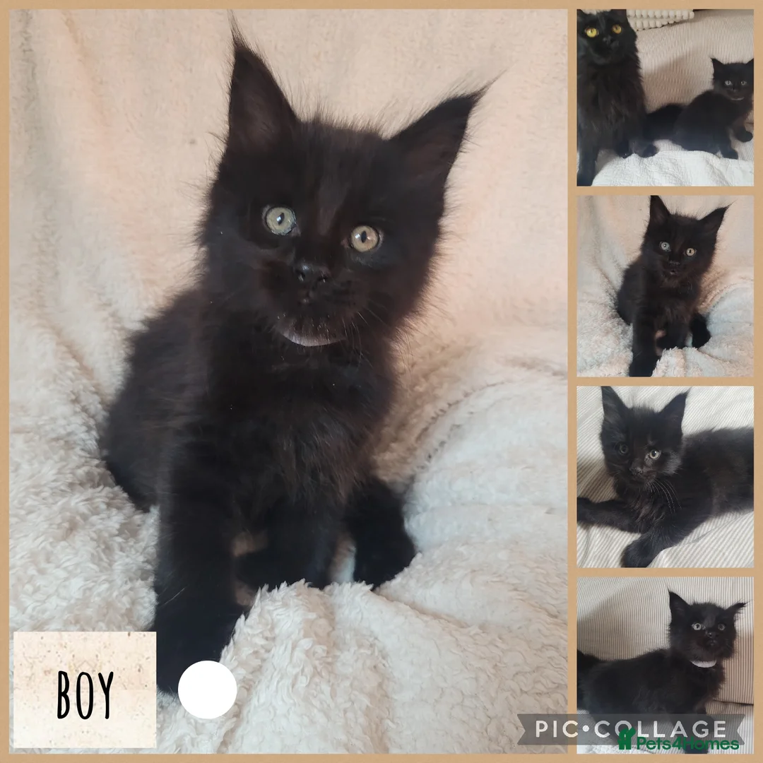 Maine Coon cats for sale: 🐾🐈‍⬛GORGEOUS 6 WEEK OLD MAINE COON KITTENS🐈‍⬛🐾 - Advert 4