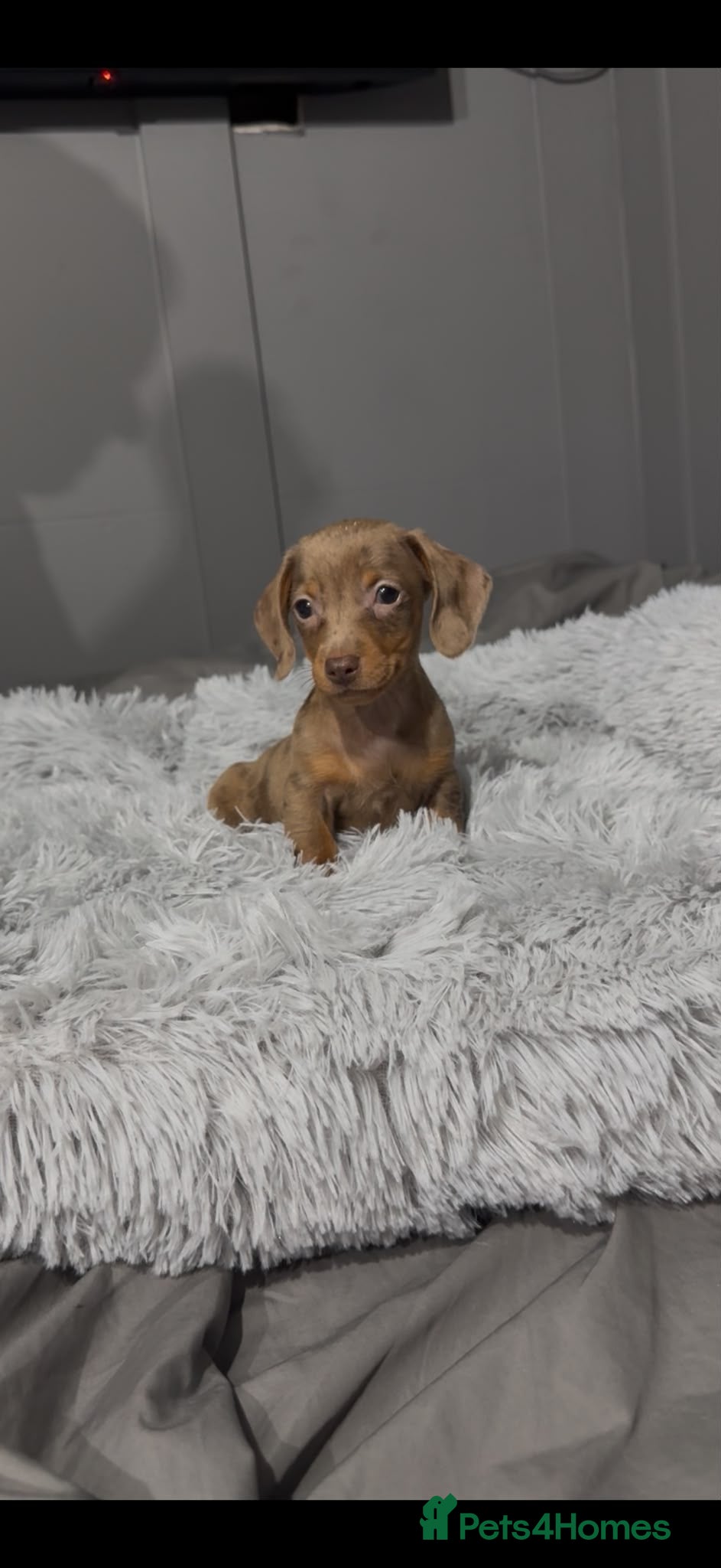 Miniature Dachshund dogs Stunning miniature dachshunds puppies for sale   - Advert 1