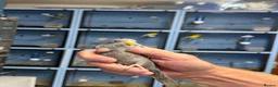 Budgerigars birds for sale: Black face black wings  in Dudley - Advert 7