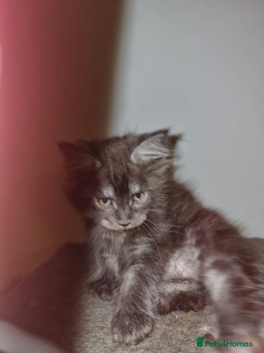 Maine Coon cats for sale: 3 Beautiful Maine Coon Boys - Advert 3