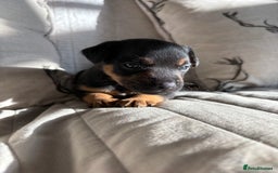 Mixed Breed dogs for sale: Male puppy - Image 2