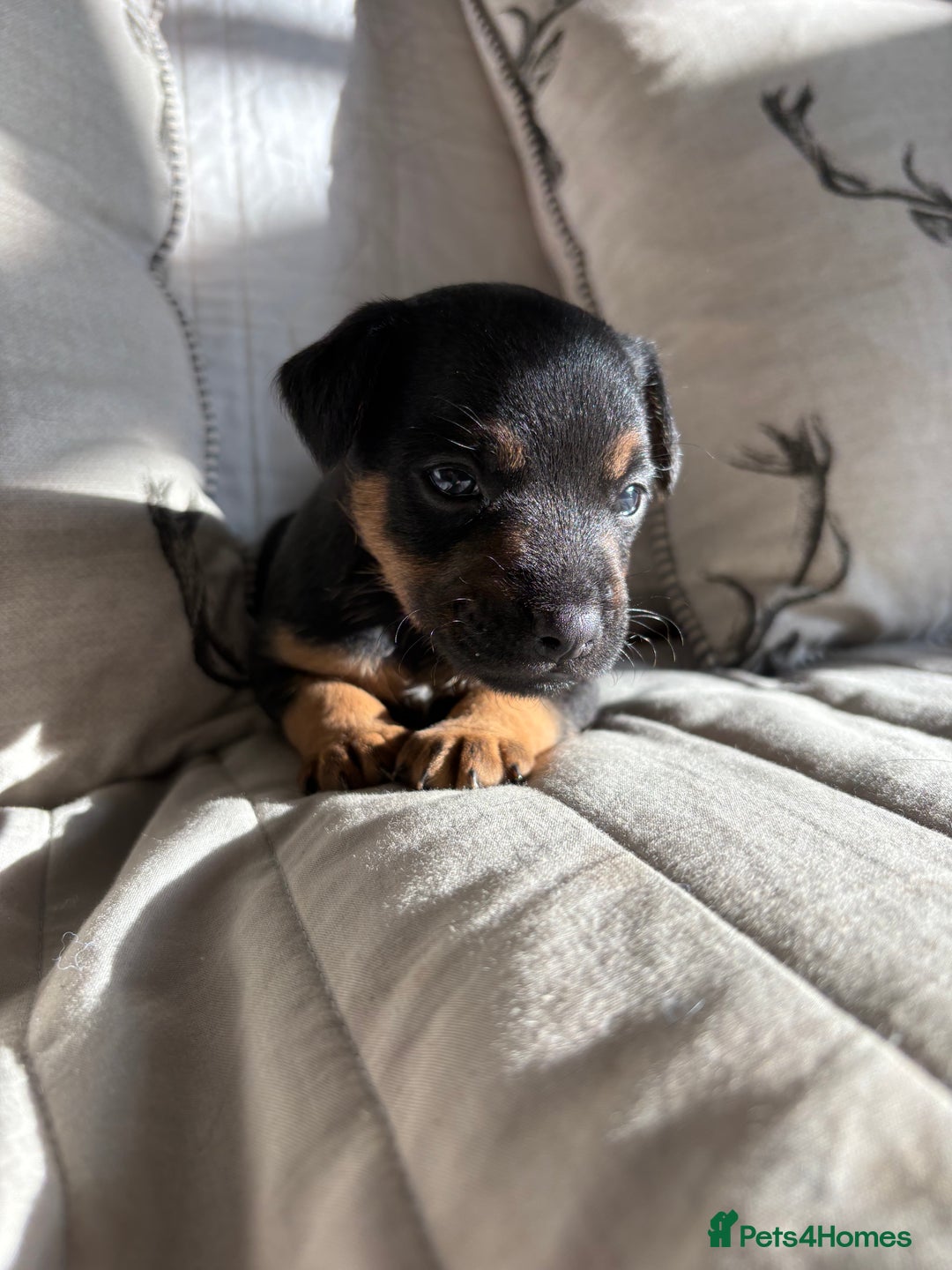 Mixed Breed dogs for sale: Male puppy - Image 2