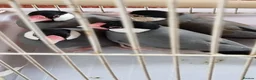 Finches birds for sale: Java finches for sale  - Advert 1