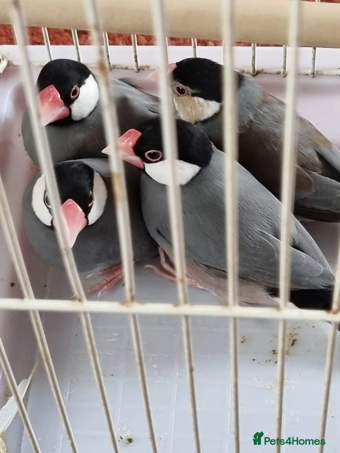 Finches birds for sale: Java finches for sale  - Advert 1