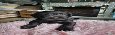 Mixed Breed 3