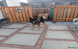 Mixed Breed dogs for adoption: Magnificent Rex GSD cross  - Image 8