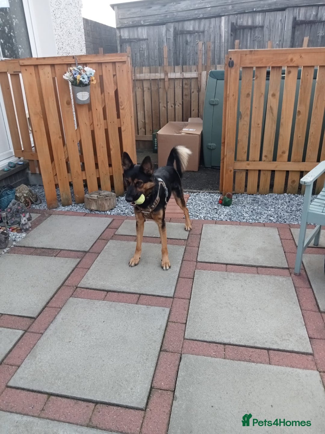 Mixed Breed dogs for adoption: Magnificent Rex GSD cross  - Image 8
