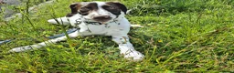 Mixed Breed dogs for sale: Rehoming of our boy in Plymouth - Advert 15