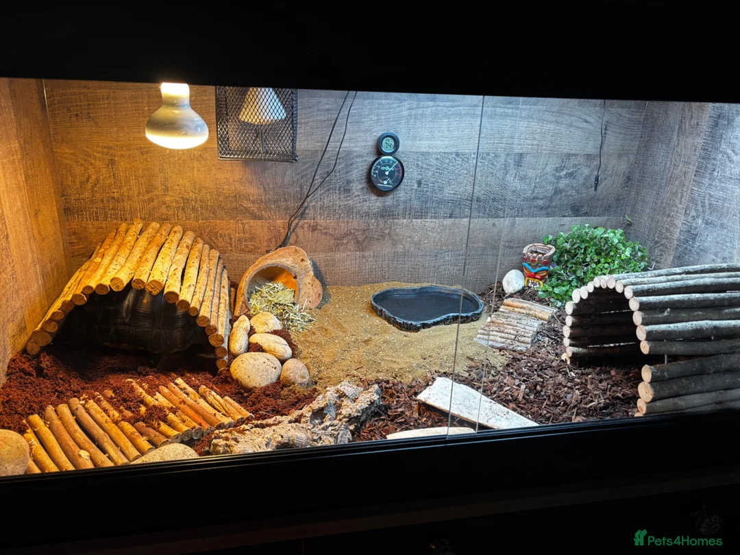 Tortoise reptiles for sale: Red foot tortoise + enclosure  in Milton Keynes - Advert 5