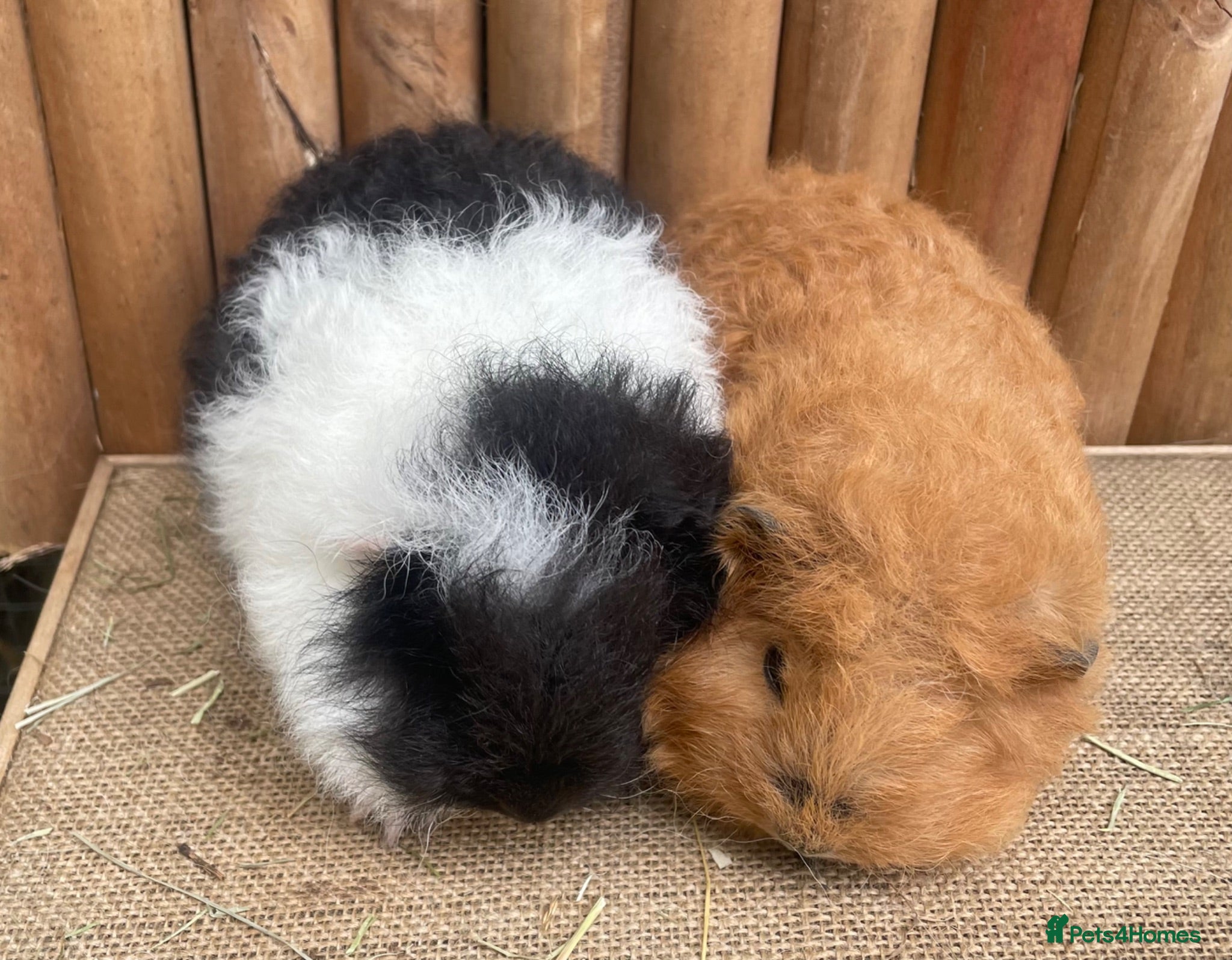 Guinea Pig rodents Swiss teddies - Advert 2