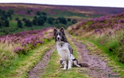Border Collie dogs for stud: ISDS & KC hip scored, DNA tested lilac carrier in Stockport - Image 3