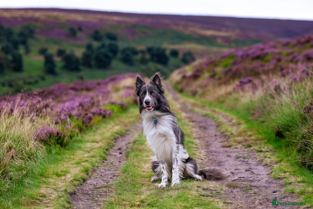 Border Collie dogs for stud: ISDS & KC hip scored, DNA tested lilac carrier in Stockport - Image 3
