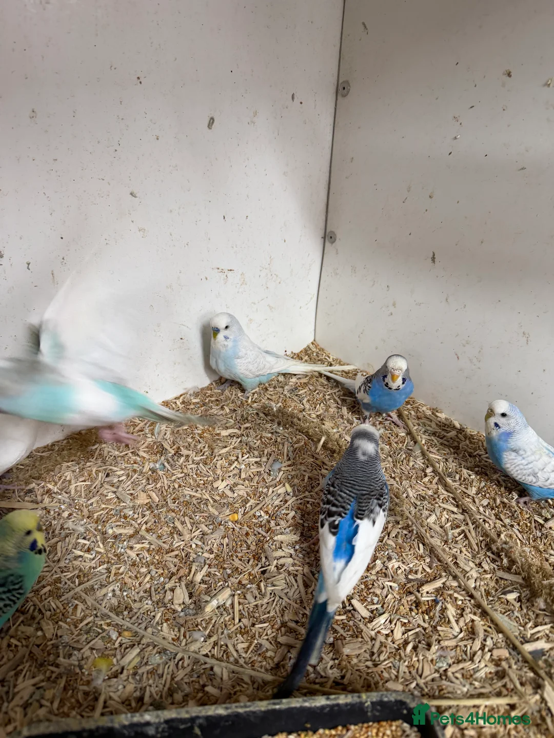 Budgerigars birds for sale:  Variety of budgies - Advert 7