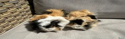 Guinea Pig rodents for sale: 2 very handsome male guinea pigs. - Advert 3