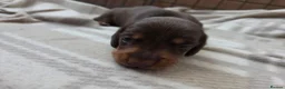 Miniature Dachshund dogs for sale: 2 Choc and Tan female Miniature Dauschunds KC Reg - Advert 6