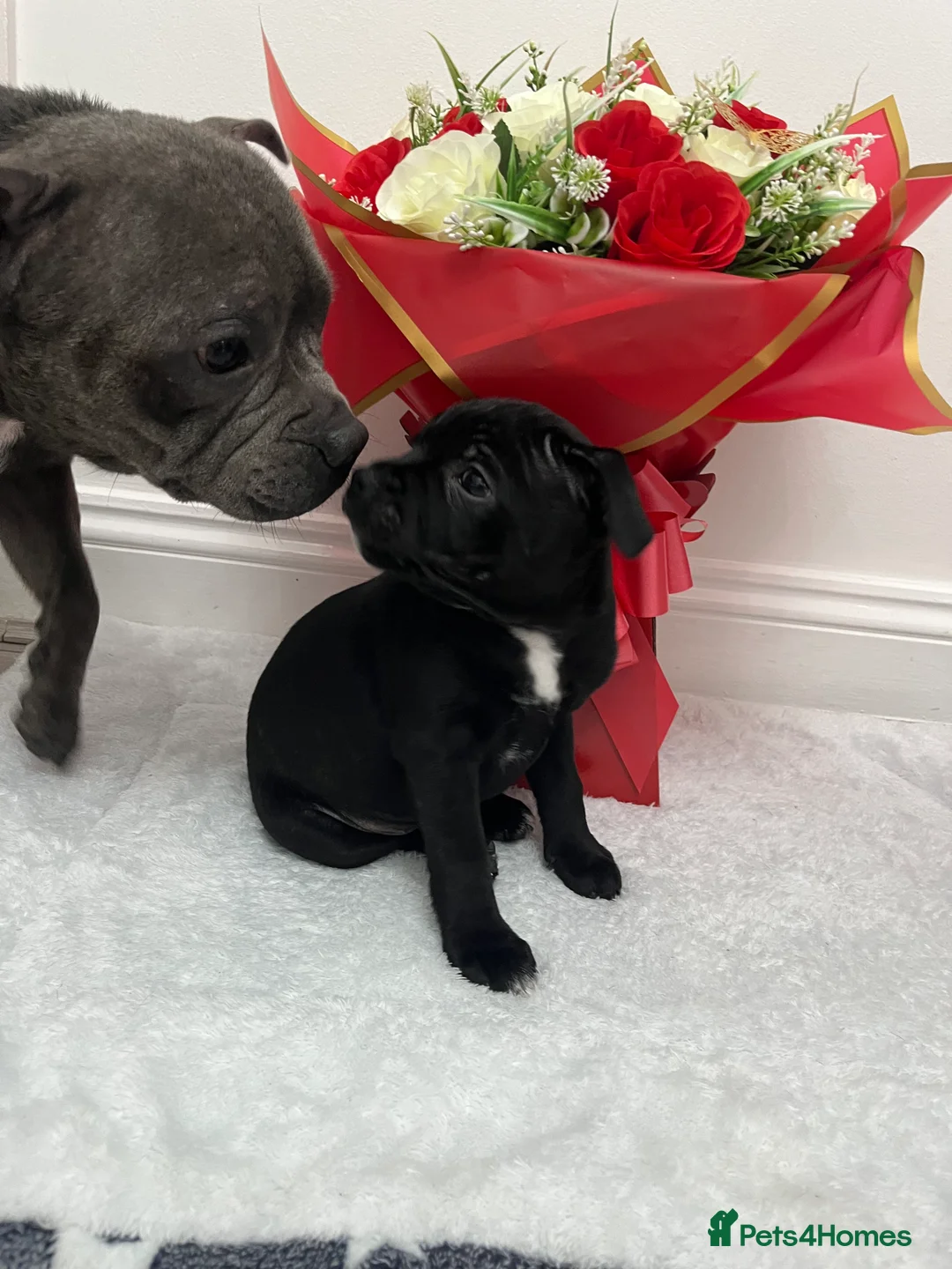 Staffordshire Bull Terrier dogs for sale: KC registered Girl Staffordshire bull terrier  - Advert 1
