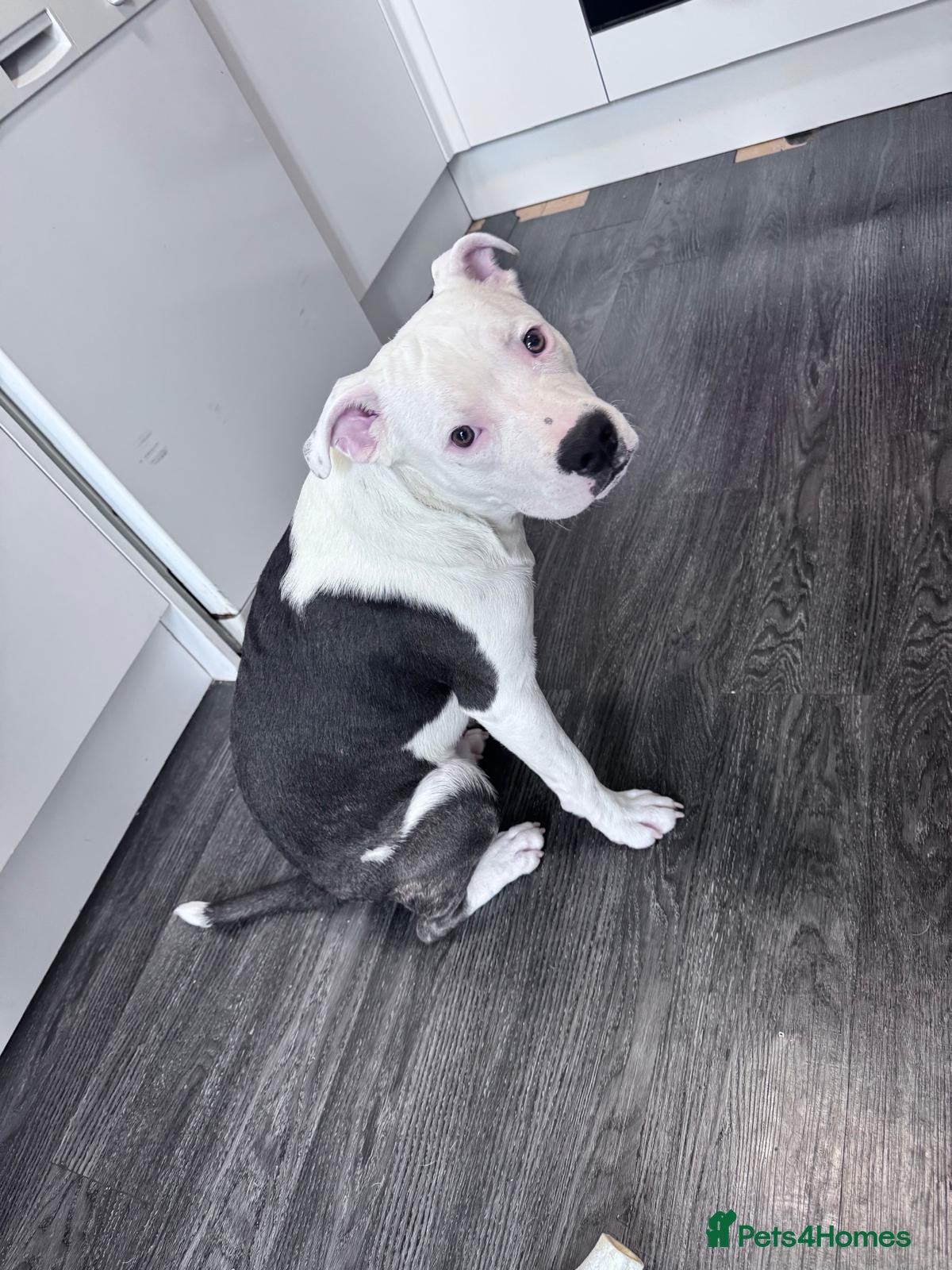 Staffordshire Bull Terrier dogs Staffordshire bull terrier  - Advert 2