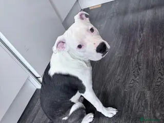 Staffordshire Bull Terrier dogs Staffordshire bull terrier - Advert 2