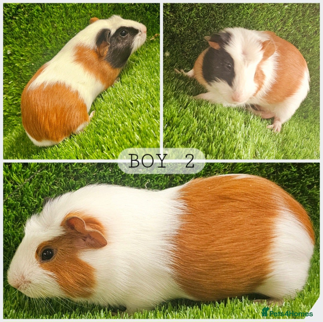 Guinea Pig rodents for sale: 8 Week Old Boar Guinea Pigs - Image 2