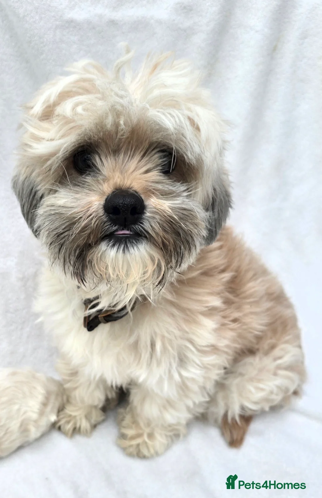 Shihpoo dogs for sale: X2 Little Boy Shipoos - Advert 1
