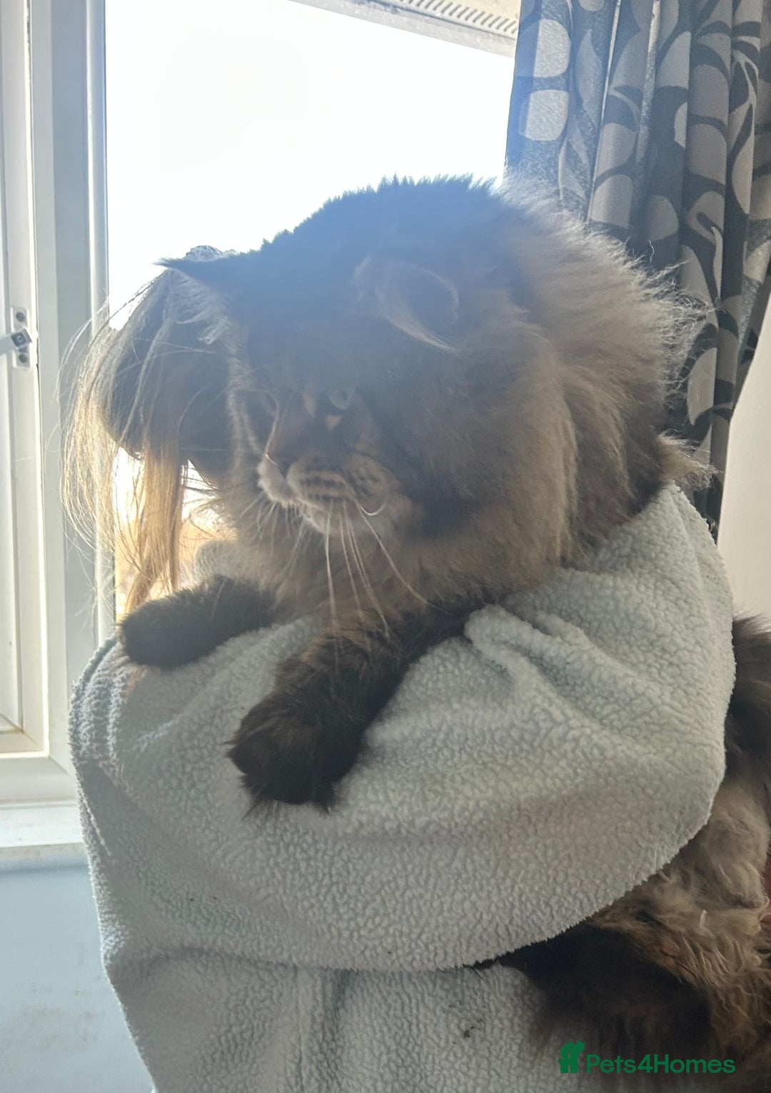Maine Coon cats for sale: Pure bred Maine coon kittens. 4 males  - Image 10