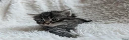 Mixed Breed cats for sale: 5 Male and 2 Female Tabbys - Advert 2