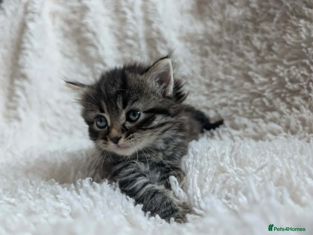 Mixed Breed cats for sale: 5 Male and 2 Female Tabbys - Advert 2