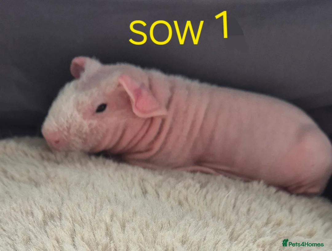 Guinea Pig rodents for sale: Skinny Pigs for Sale in Newcastle upon Tyne - Advert 2