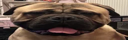 Bullmastiff dogs for stud: Bullmastiff STUD DOG  in Doncaster - Advert 2