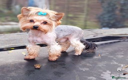 Yorkshire Terrier dogs for sale: Adult York Terrier for sale  - Image 9